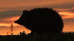 Hedgehog among four chosen animals to feature on your new banknotes — BBC Business, Palo Alto Business news